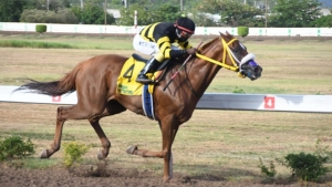 Atomica with Dane Dawkins aboard speeding to a stakes record 1:37.00 win in the Jamaica 1000 Guineas at Caymanas Park on Saturday June 4, 2022.