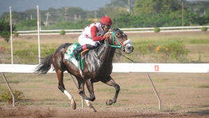 Leading rider Reyan Lewis, pilots Is That A Fact to victory in the Arthur Jones Memorial Cup feature at Caymanas Park on Saturday.